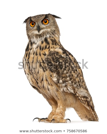 Stockfoto: Isolated Eagle Owl