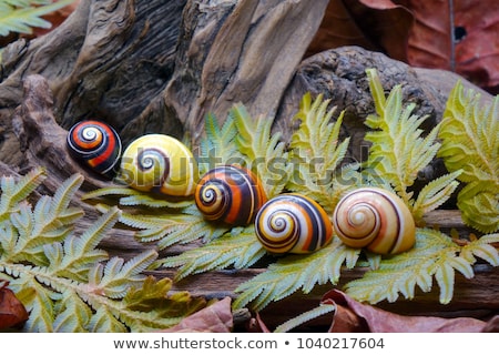 Stockfoto: Wild Animal In Wonderful Forest