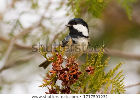 Stok fotoğraf: Coal Tit