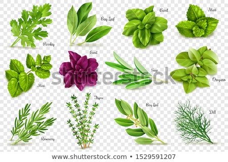 Stock foto: Herbs