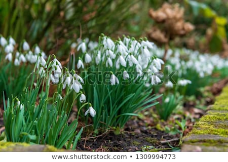 Foto stock: The First Signs Of Spring Winter Aconite And Snowdrops