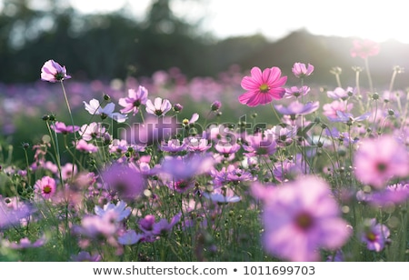 Foto stock: Spring Flowers