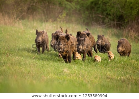 [[stock_photo]]: Wild Boar Running In The Forest