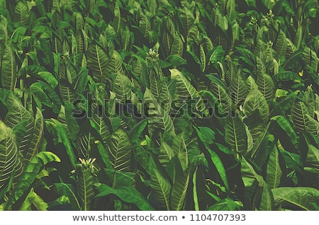 Stok fotoğraf: Tobacco Plants Field In Summer