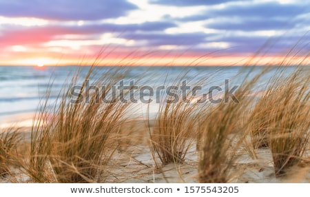 Stok fotoğraf: Morning Sun On The Dune Grasses