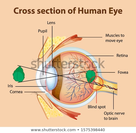 Foto d'archivio: Diagram Showing Cross Section Of Human Eye