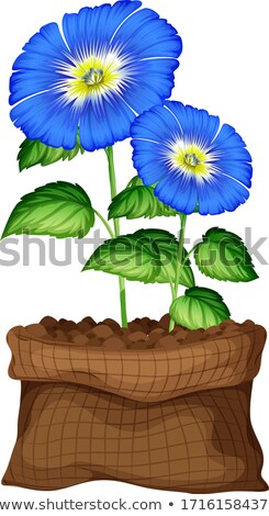 Zdjęcia stock: Morning Glory In Brown Bags On White Background