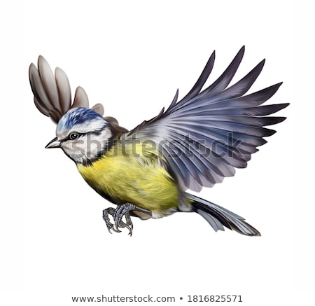 Foto stock: Great Tit