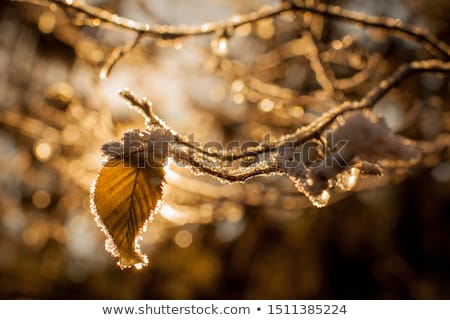 Stockfoto: Frost And Sun