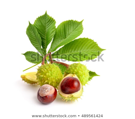 Foto stock: Horse Chestnut