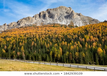 Zdjęcia stock: Autumn Alpine Larch Trees