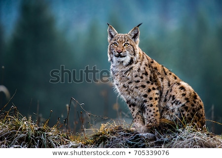 Foto stock: Lynx