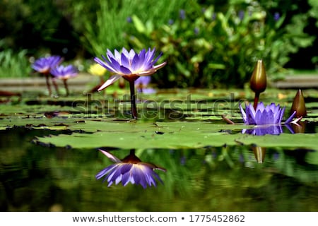 Stockfoto: Purple Water Lily