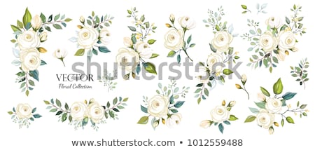 Foto stock: White Flower Vector Illustration