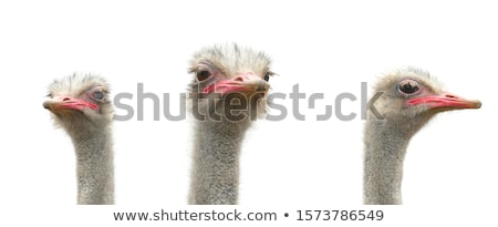 Stock photo: Ostrich Portrait