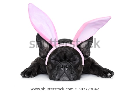 Stok fotoğraf: Halloween Placeholder Banner Dog