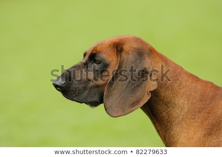 Stockfoto: Bavarian Mountain Scenthound