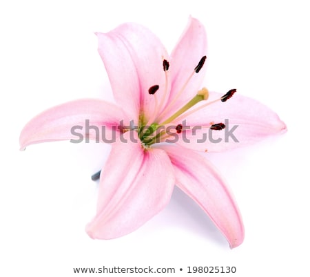 Stock photo: White And Pink Lily Flower