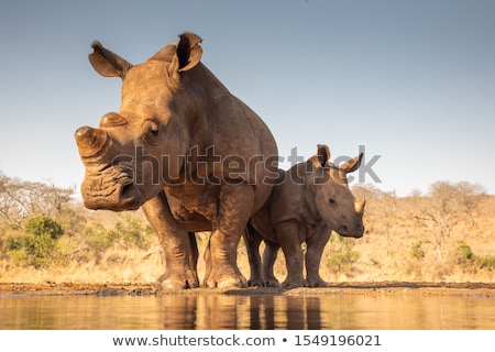 ストックフォト: Mother And Baby White Rhino