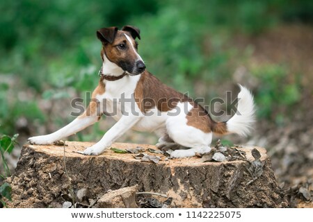 Stok fotoğraf: Smooth Fox Terrier