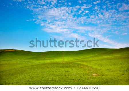 Stock fotó: Telphone Poles Green Wheat Grass Blue Skies Palouse Washington