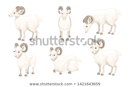 Stok fotoğraf: Bighorn Ram