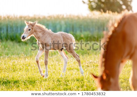 [[stock_photo]]: Aysage · de · printemps · avec · cheval · en · soirée