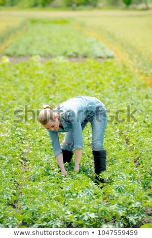 [[stock_photo]]: Farmer Controlling Growth Of Potato Plants In Vegetable Garden