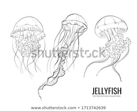 Foto d'archivio: Jellyfish Line Art Style