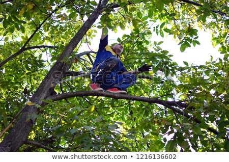 [[stock_photo]]: Farmer Examining Walnut Fruit Grown In Organic Garden