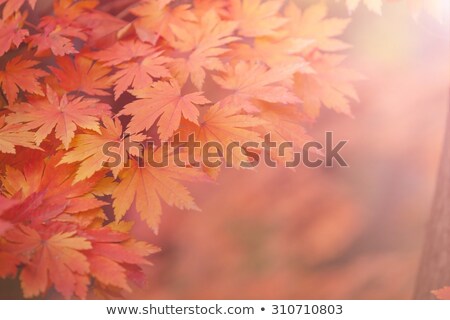 Stockfoto: Maple Leaf In Autumn In Koreaautumn Backgroundsoft Focus