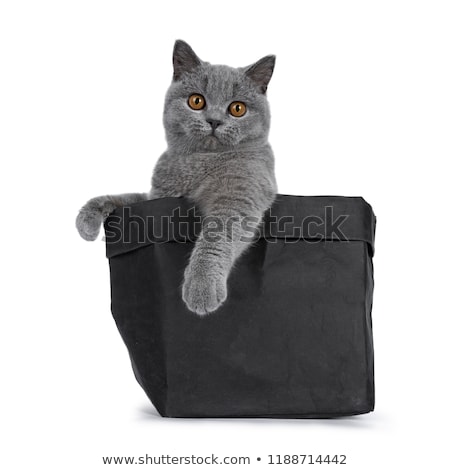 Foto stock: Handsome Young Solid Blue British Shorthair Cat Isolated On White Background