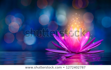 ストックフォト: Purple And White Lotus Flowers