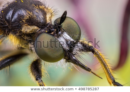 Stock fotó: Robber Fly