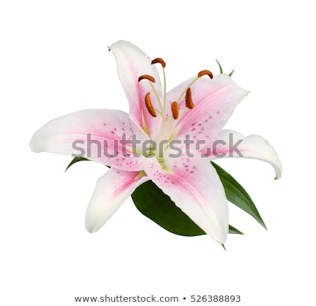 Stock foto: Pink Stargazer Lily