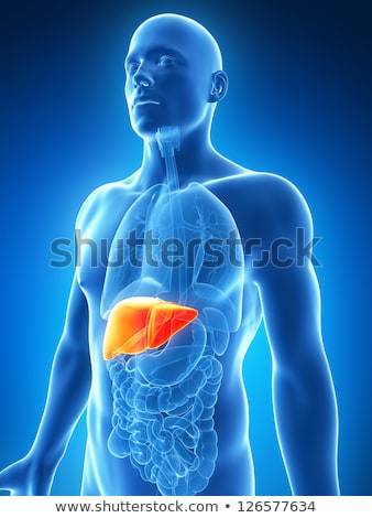 Stock fotó: 3d Rendered Illustration Of The Male Liver