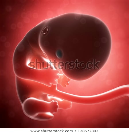 Foto d'archivio: 3d Rendered Illustration - Human Fetus Month 2