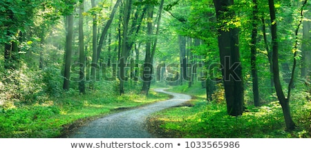 Stock photo: Pathway In The Woods