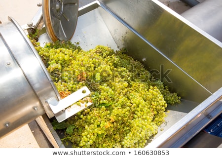 Сток-фото: Corkscrew Crusher Destemmer Winemaking With Grapes