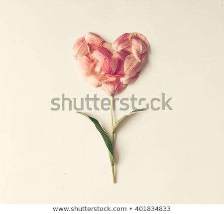 [[stock_photo]]: Oeurs · et · pétales · de · fleurs