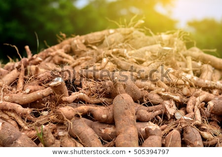 Foto stock: Cassava Harvest