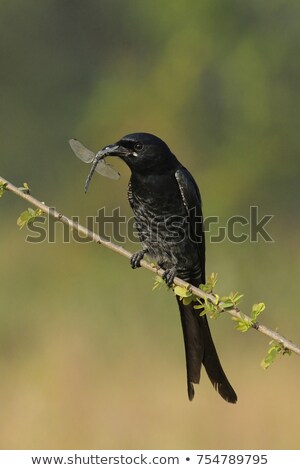 Foto stock: Fork Tailed Drongo With Insect In Its Beak