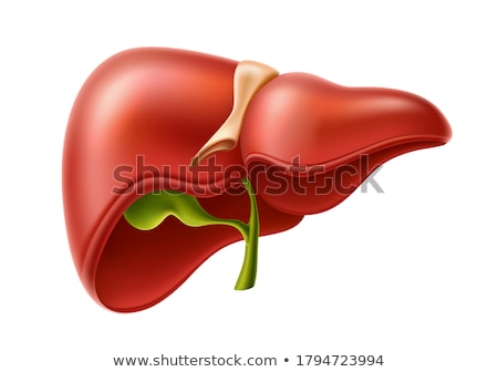 Stock foto: Human Liver