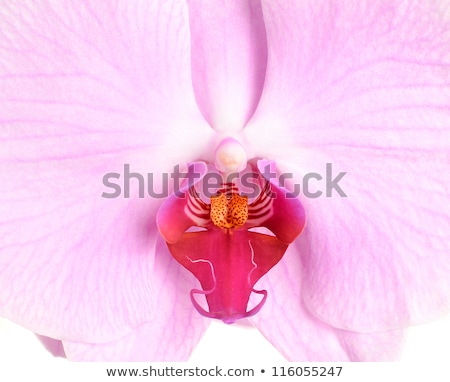 Stock photo: Red And White Orchid Close Up