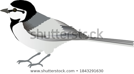 Foto stock: White Wagtail