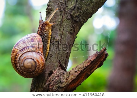 [[stock_photo]]: Ros · plan · d'un · escargot