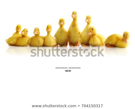 Сток-фото: Group Of Fluffy Baby Ducklings