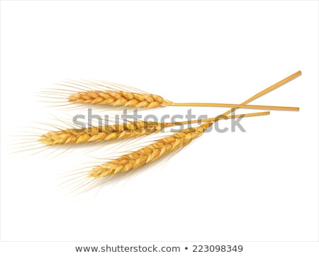 Stock fotó: Wheat Ears Isolated On White Background Eps 10