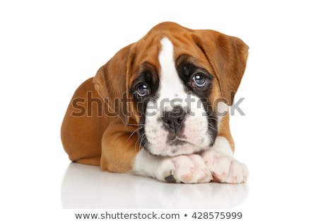 Foto d'archivio: Beautiful Boxer Puppy