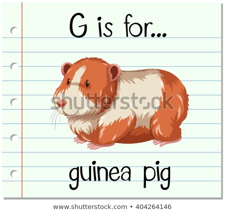 Stok fotoğraf: Flashcard Letter G Is For Guinea Pig